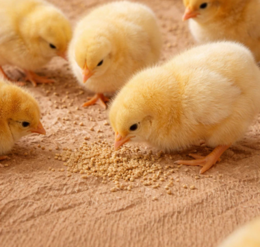 Chicks on crepe paper stimulated by texture and sound to access feed and water during brooding.