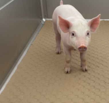 Piglets transported on embossed paper with absorbent and anti-slip properties
