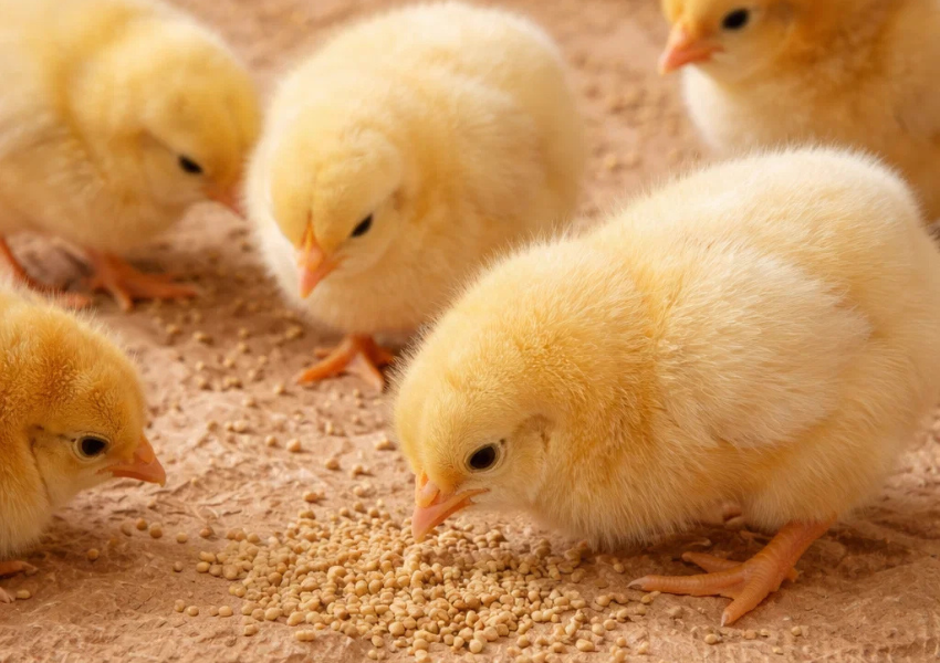 Chicks on crepe paper stimulated by texture and sound to access feed and water during brooding.