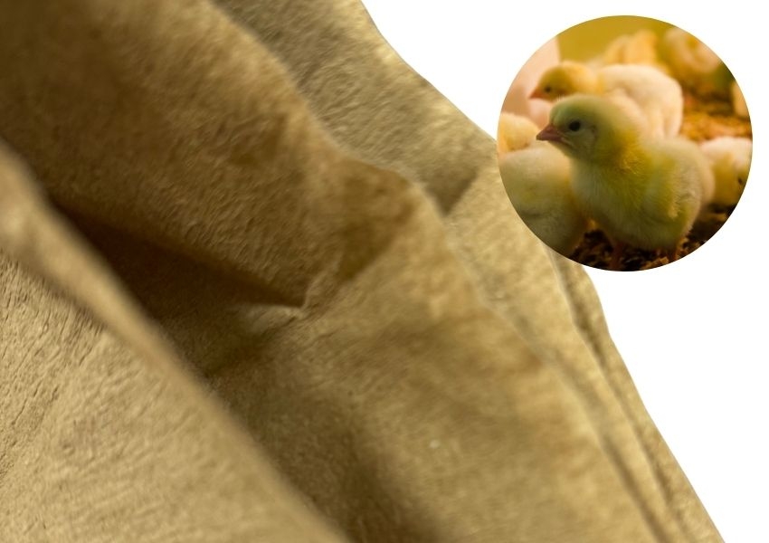 Chicks on crepe paper during raising chicken: safe and hygienic early environment